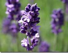 Lavender Sachet