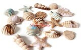 Fondant Sea Shell Cake / Cupcake Toppers