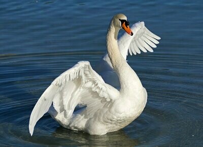 Couverture en duvet de cygne