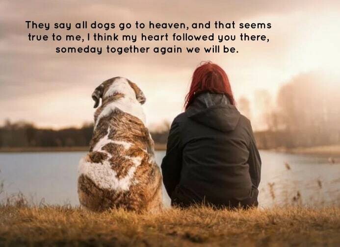 In Memory of Your Dog