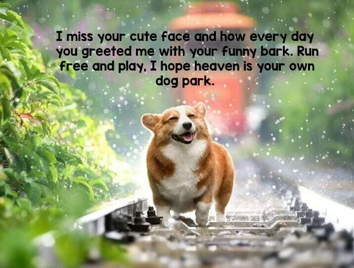 Missing Your Special Dog