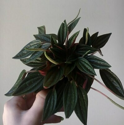 Peperomia "Rosso" 4" Plant