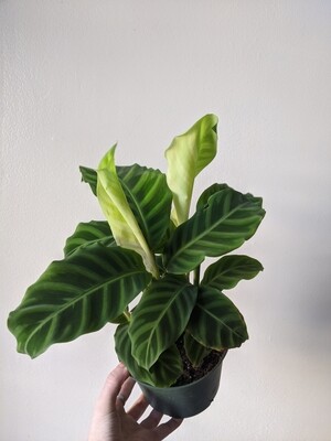 Calathea Zebrina 6" Plant