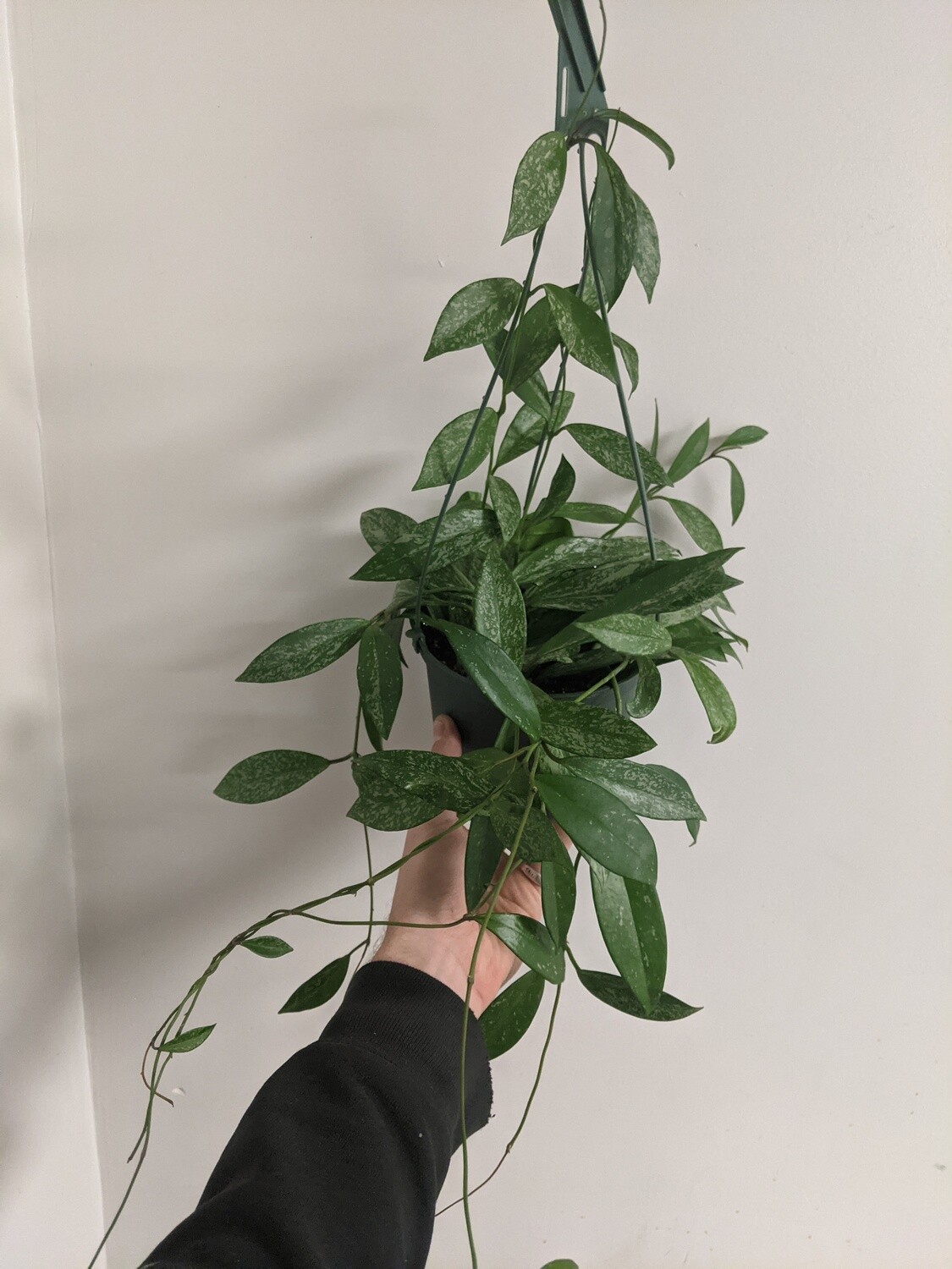Hoya publicalyx Splash 6" Plant