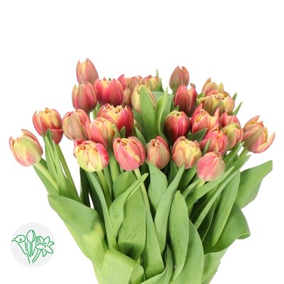 VDAY Tulips (mulitple options) [AVAILABLE ONLY FEB 12, 13, 14, 15]
