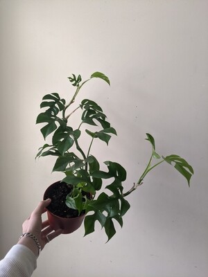 Rhaphidophora Tetrasperma Plant