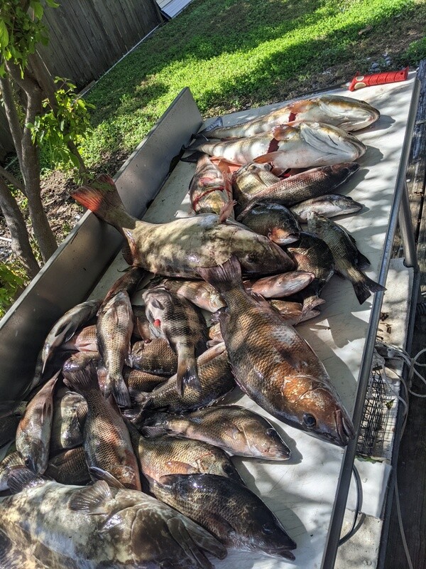 8 hours nearshore fishing