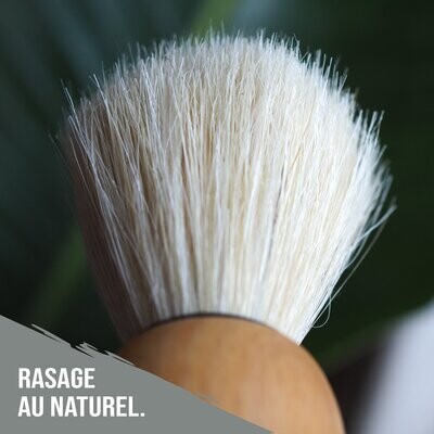 Blaireau en hêtre