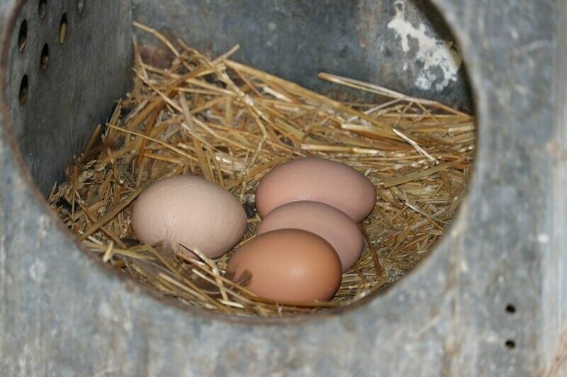 LARGE FREE RANGE EGGS  Chickens are laying daily. Please email to jbraune @gvec.net. Thanks!