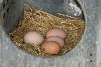 LARGE FREE RANGE EGGS Chickens are laying daily. Please email to jbraune @gvec.net. Thanks!
