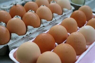 JUMBO FREE RANGE EGGS Chickens are laying daily, email or call to inquire jbraune@gvec.net. Thanks!