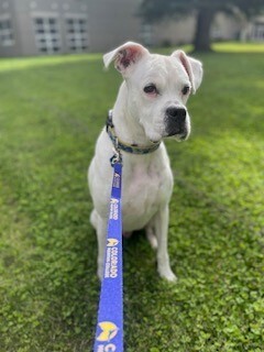 CMC Dog Leash