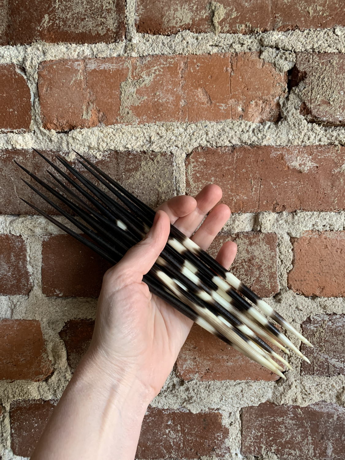 Porcupine Quill