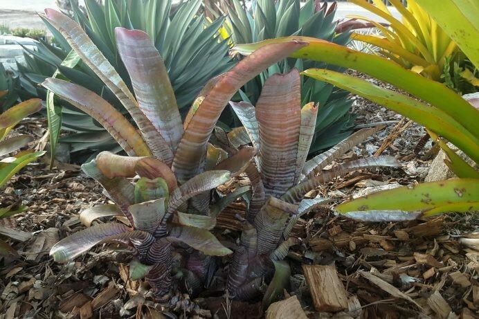 Aechmea braziliensis