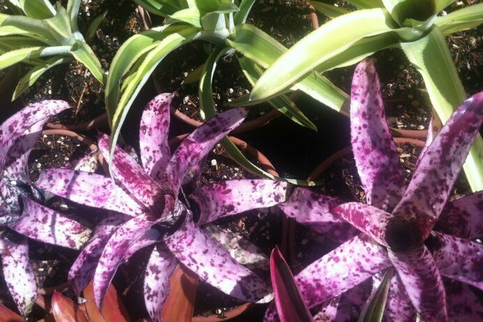 Aechmea orlandiana