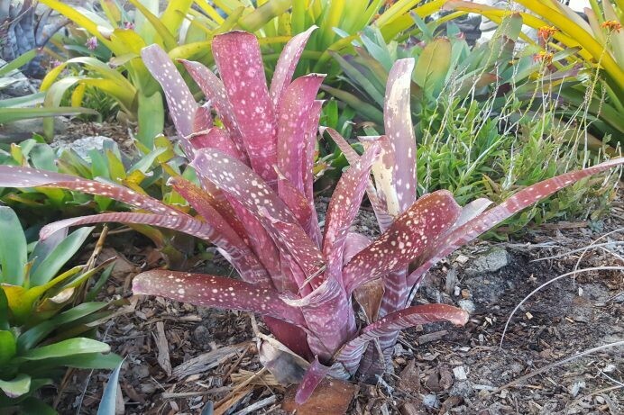 Bilbergia amoena viridis