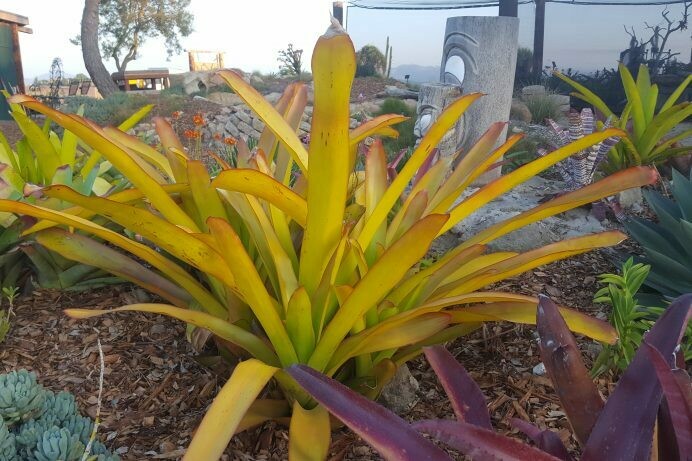 Aechmea blanchetiana