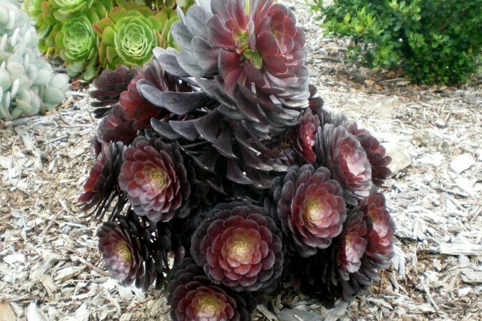 Aeonium ‘Silk Pinwheel’