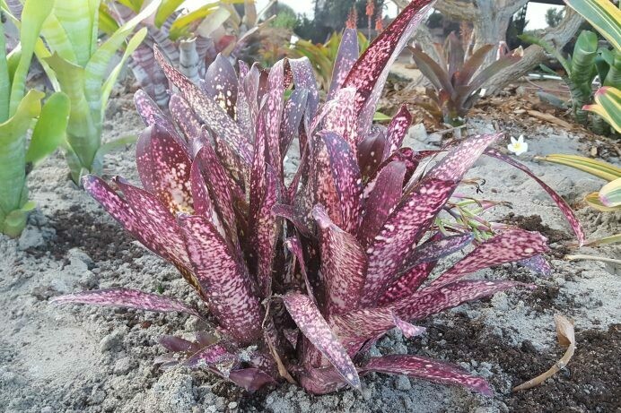 Bilbergia ‘Hoelscheriana’