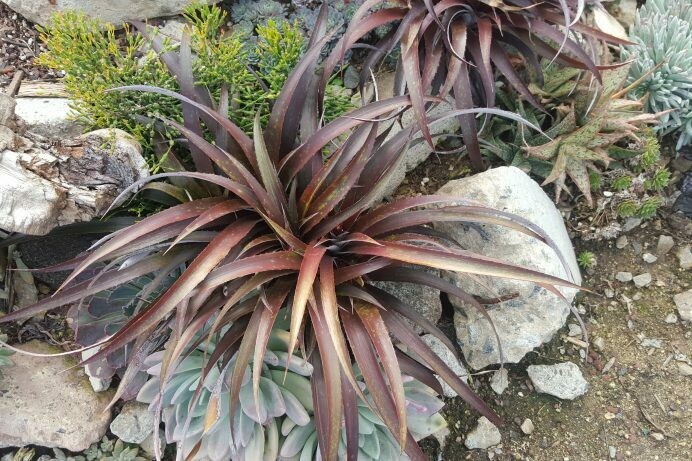 Cryptobergia ‘Red Burst Sun’