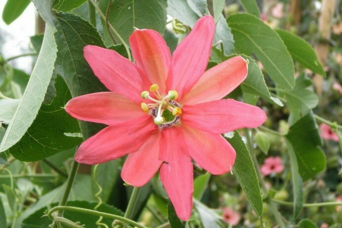 Passiflora jamesonii