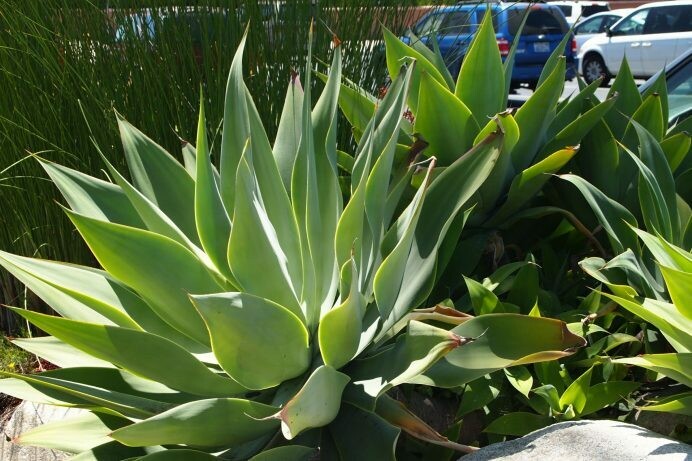 Agave attenuata