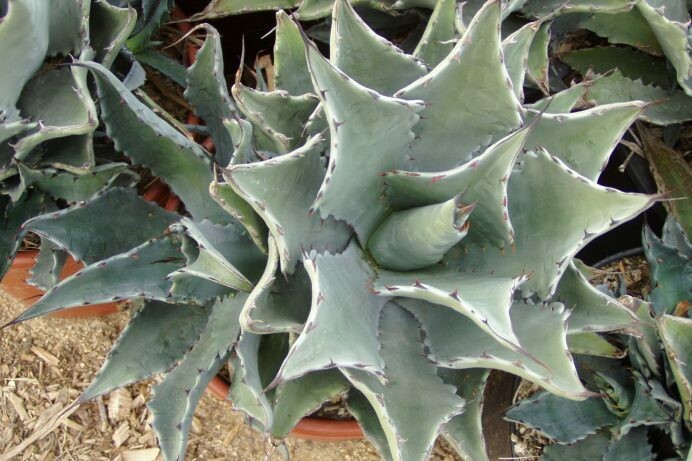 Agave colorata​​​