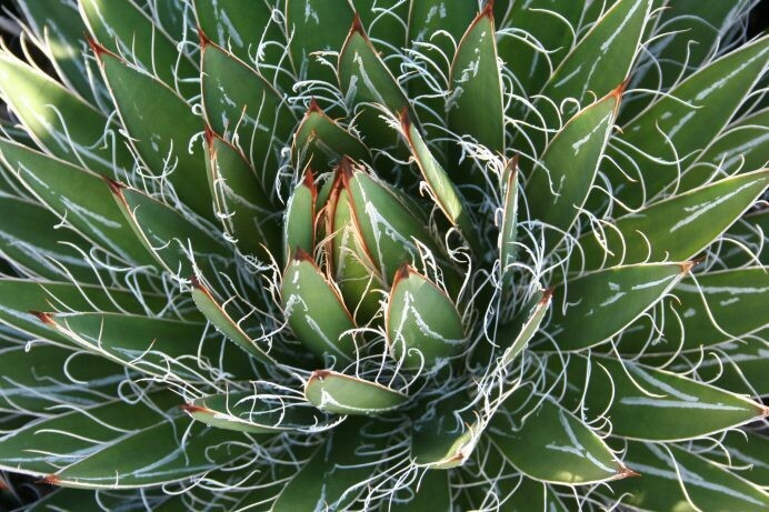 Agave filifera