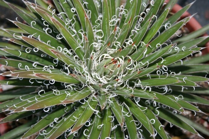 Agave filamentosa