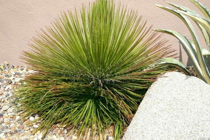 Agave geminiflora