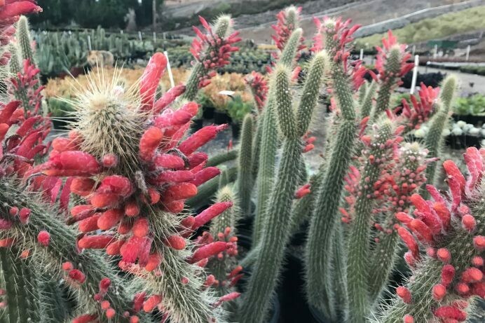 Cleistocactus hylacanthus hyb.