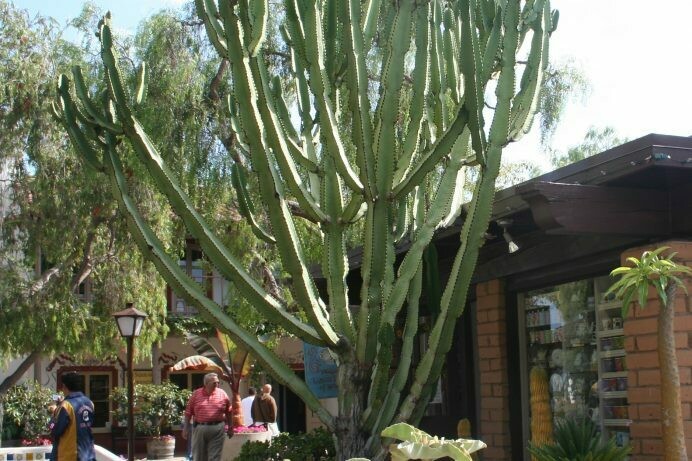 Euphorbia ‘Amak Green’