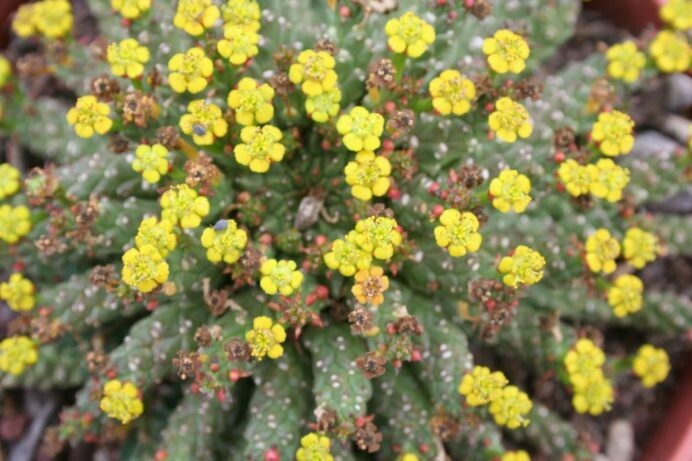 Euphorbia flanaganii