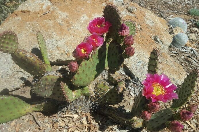 Opuntia ‘Mon Cherry’