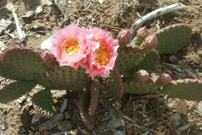 Opuntia ‘Orange Chiffon’