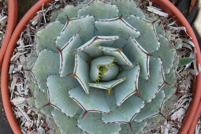 Agave potatorum ‘Kichiokan’