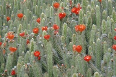 Corryocactus erectus