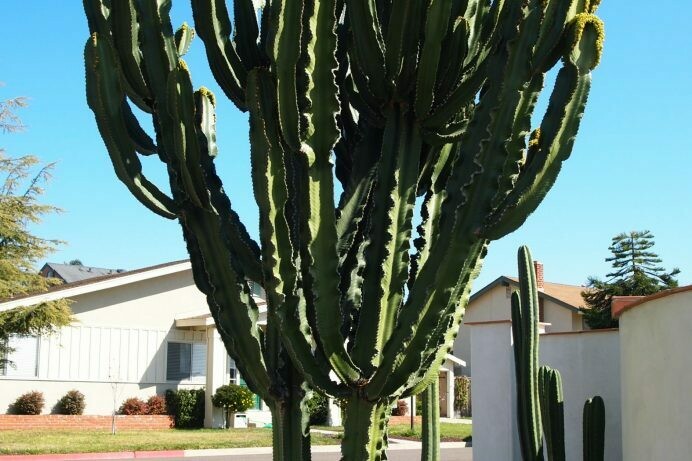 Euphorbia ingens