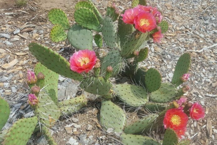 Opuntia ‘Desert Skies’