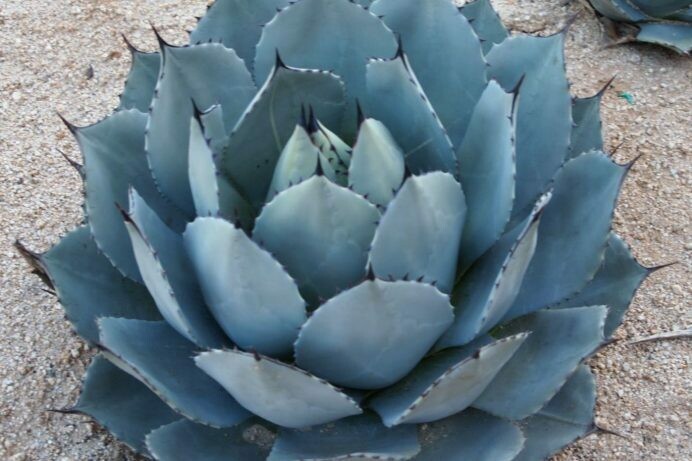 Agave parryi