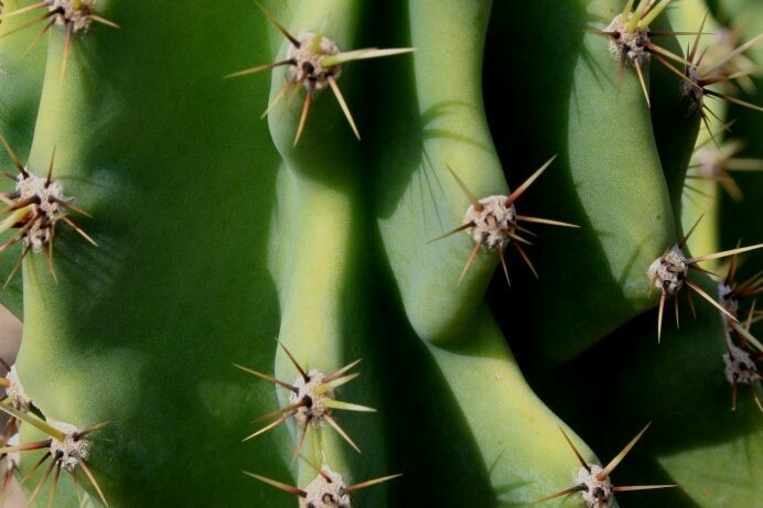 Cereus peruvianus