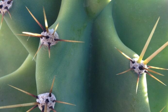 Cereus peruvianus variety ‘Monstrosa’