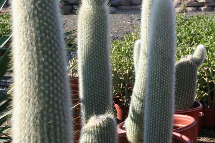 Cleistocactus strausii