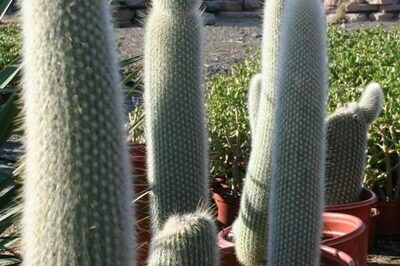 Cactus & Desert-Likes