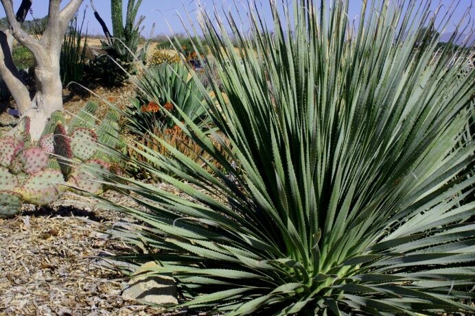 Dasylirion wheeleri