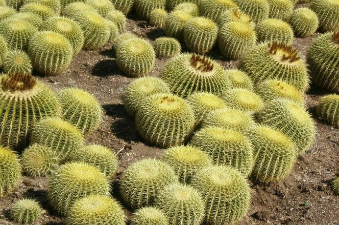 Echinocactus grusonii