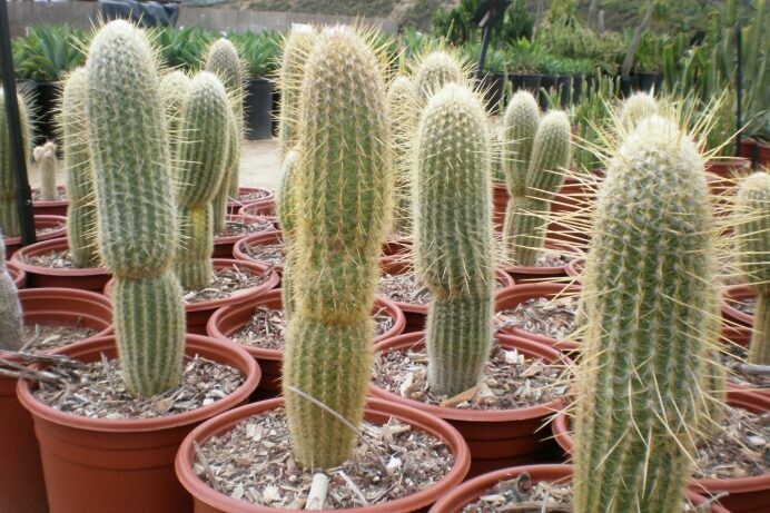 Espostoa lanata
