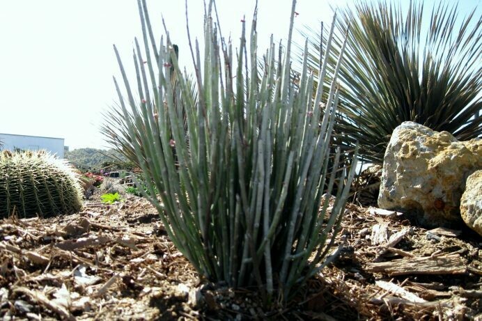 Euphorbia antisyphillitica