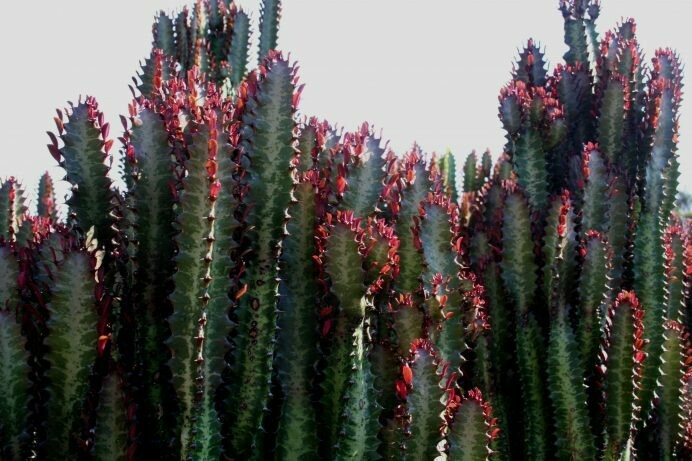 Euphorbia trigona