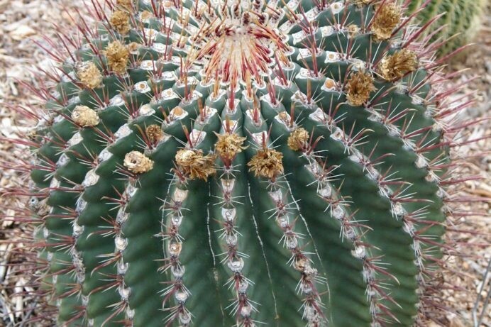 Ferocactus wislezenii